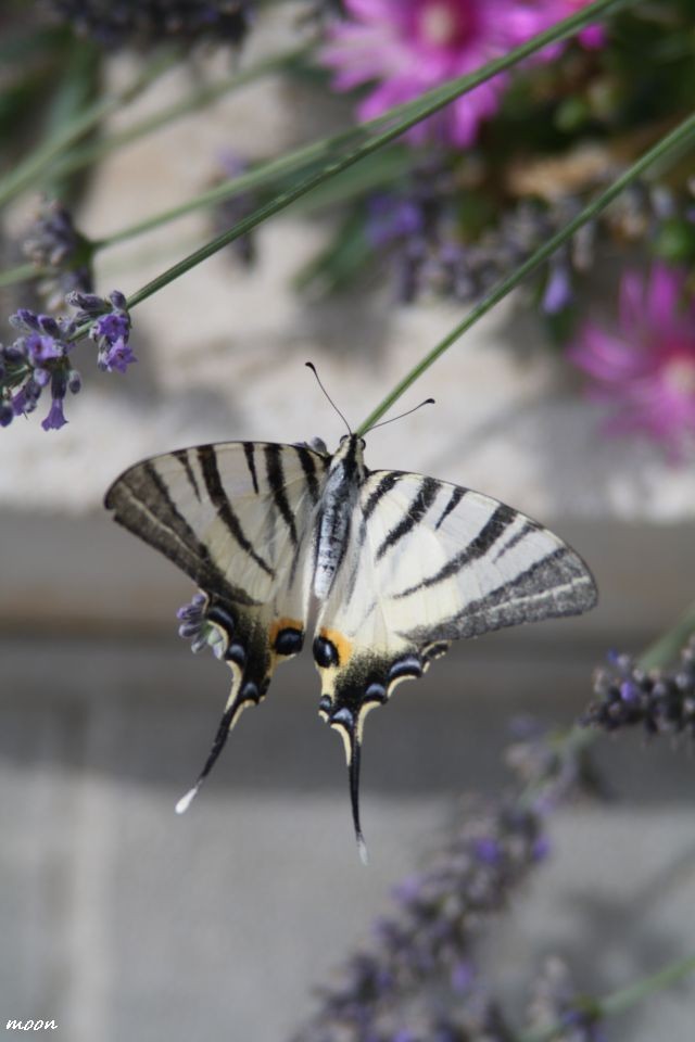 lavanda
